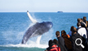 Día 6. Avistamiento de ballenas en Húsavik